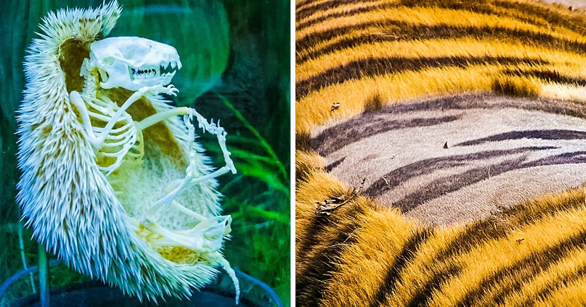 20 de Fotografii care ne dovedesc ca natura este plina de mistere