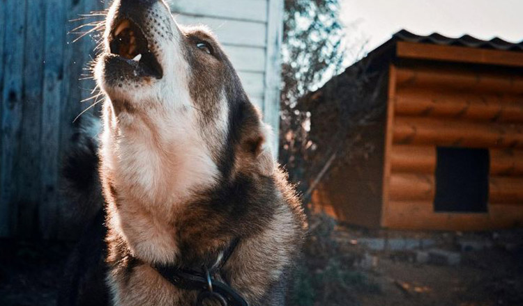 7 greșeli pe care să le eviți atunci când crești un câine la curte