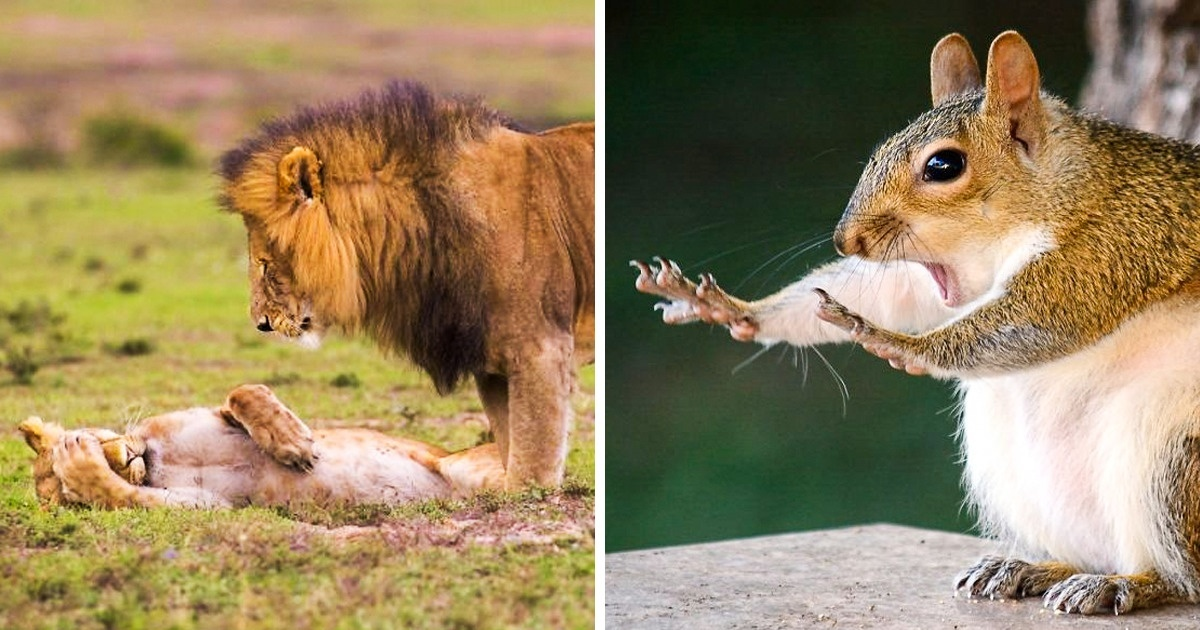 20 de fotografii grozave cu animale sălbatice carismatice care ne-au făcut să zâmbim