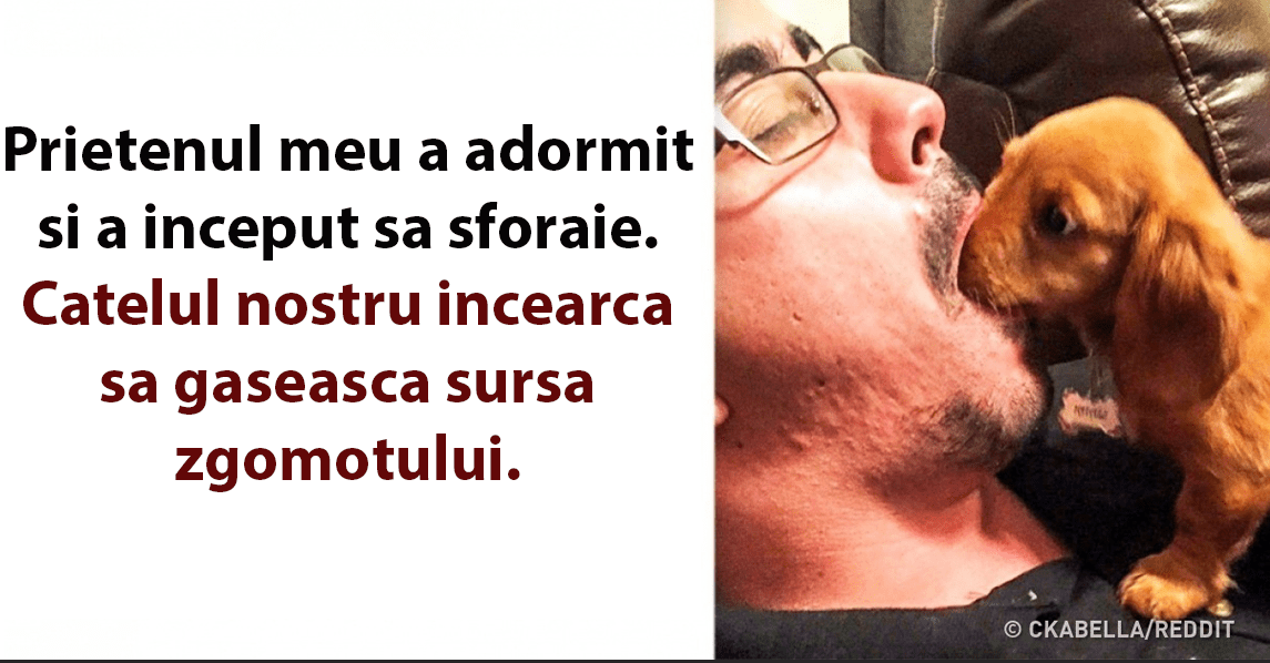 21 de Animale care au o mulțime de întrebări pentru oameni și ar dori să înțeleagă ce se află în capul nostru