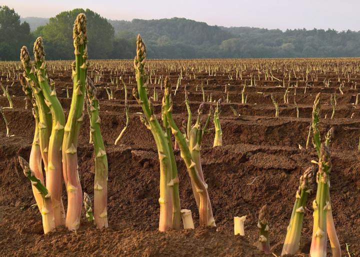 Coronavirusul afectează grav agricultura europeană; Statele bogate rămân fără forța de muncă din Est 