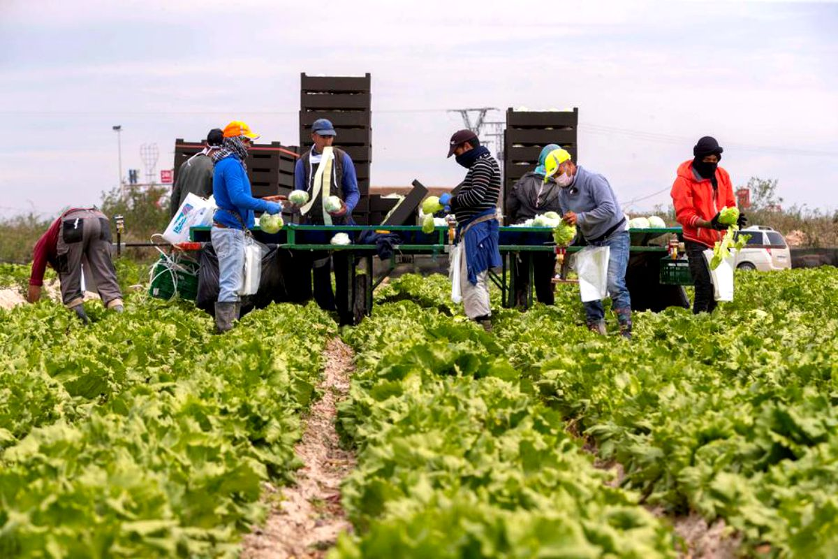 Cu câteva săptămâni în urmă, erau ingineri, bucătari și chelnerițe. Acum s-au apucat de agricultură. Strategia încercată de Guvernul britanic Citeşte întreaga ştire: