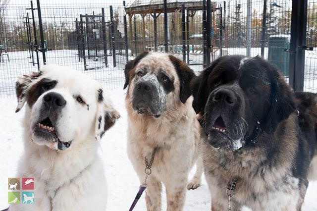 Trei fraţi Saint Bernard inseparabili au fost abandonaţi la adăpost – personalul a hotărât să le găsească tuturor un cămin permanent